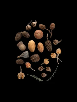 Assorterte Naturlige Dekorasjoner