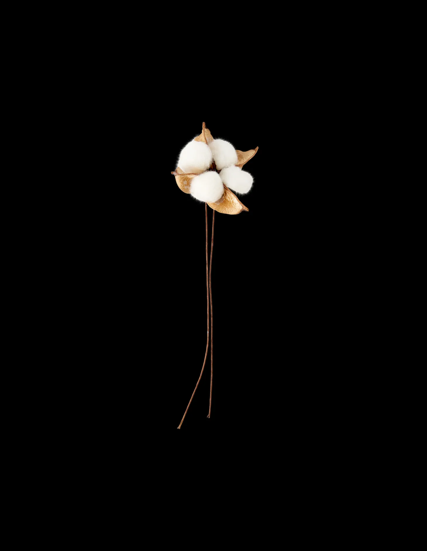 Bomullsblomst
