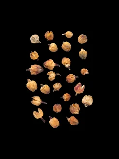 Dekorative Blomsterhoder