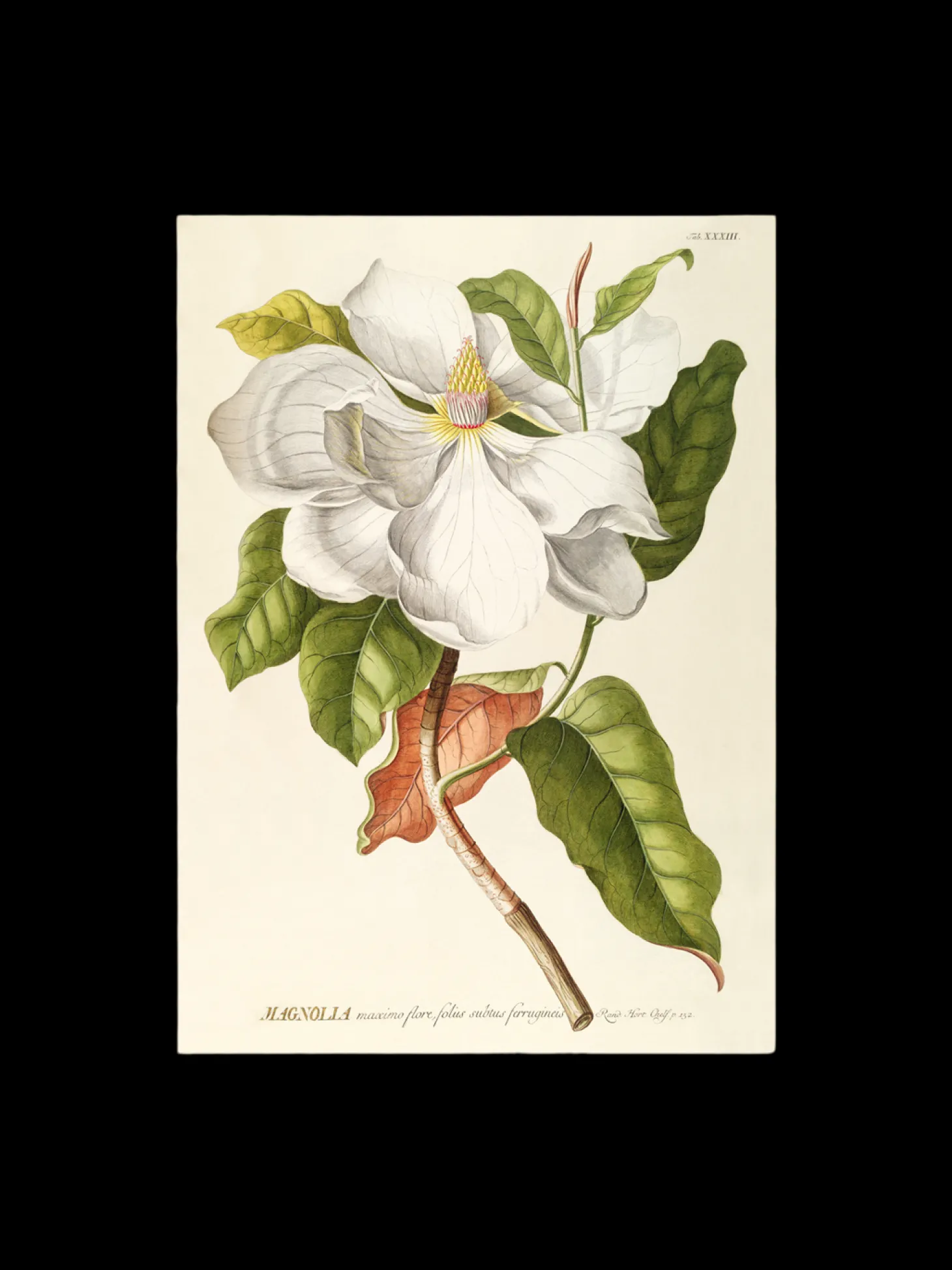 Plakat 50 X 70 Cm