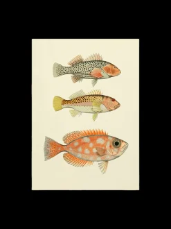 Plakat 50 X 70 Cm