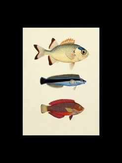 Plakat 50 X 70 Cm