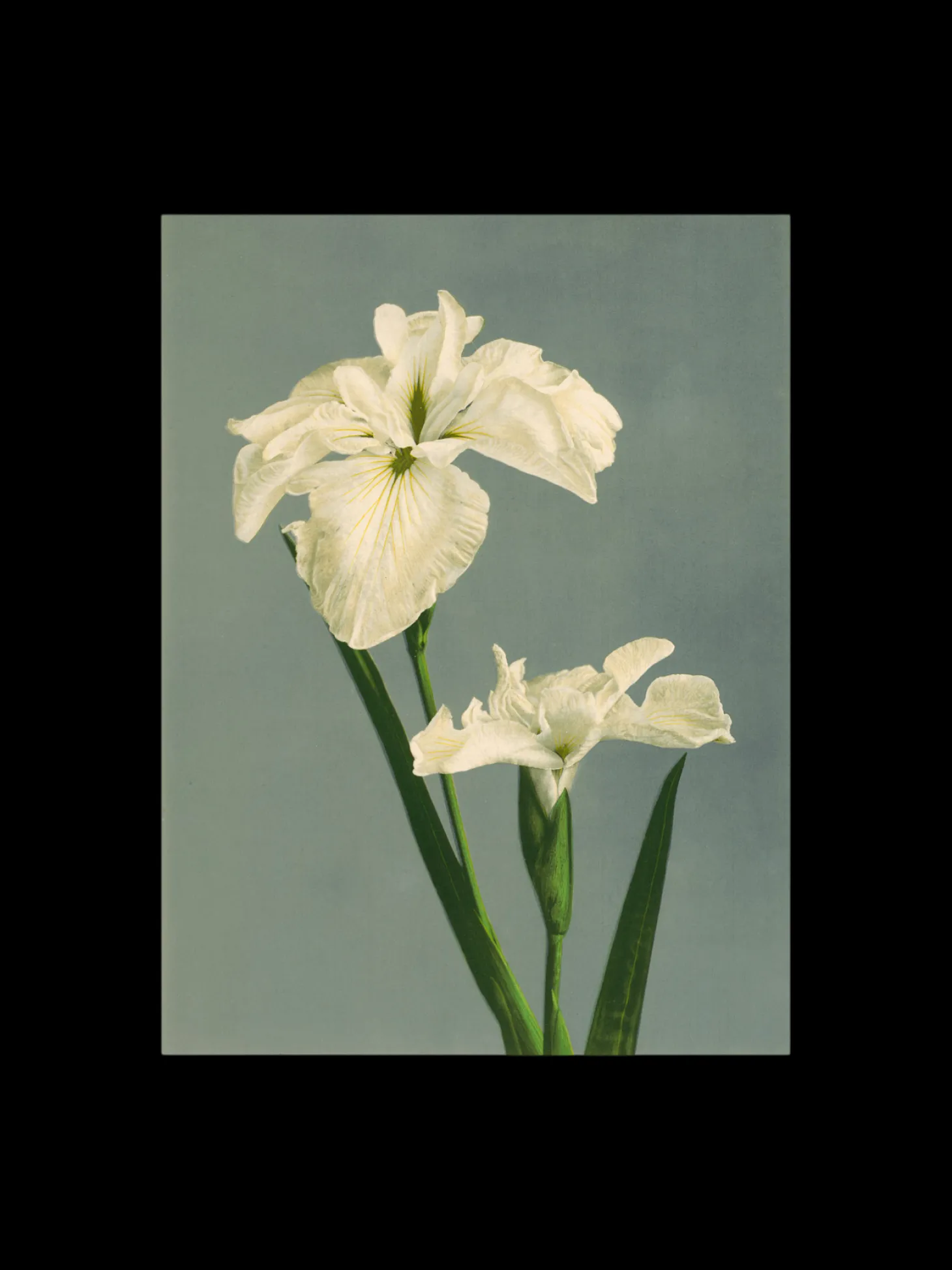 Plakat 50 X 70 Cm