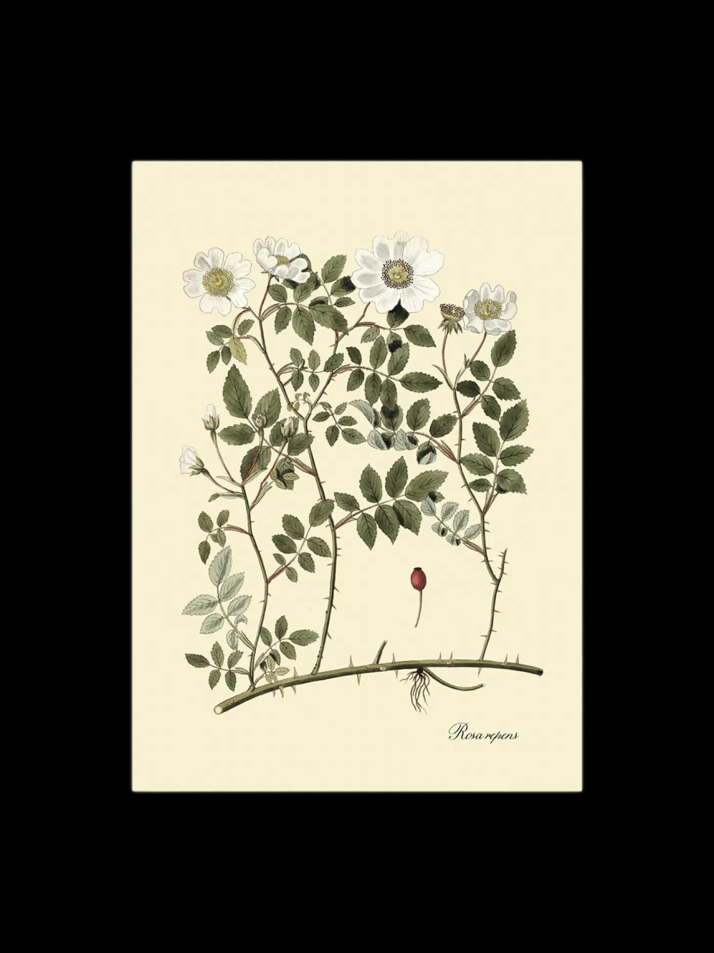 Plakat 50 X 70 Cm