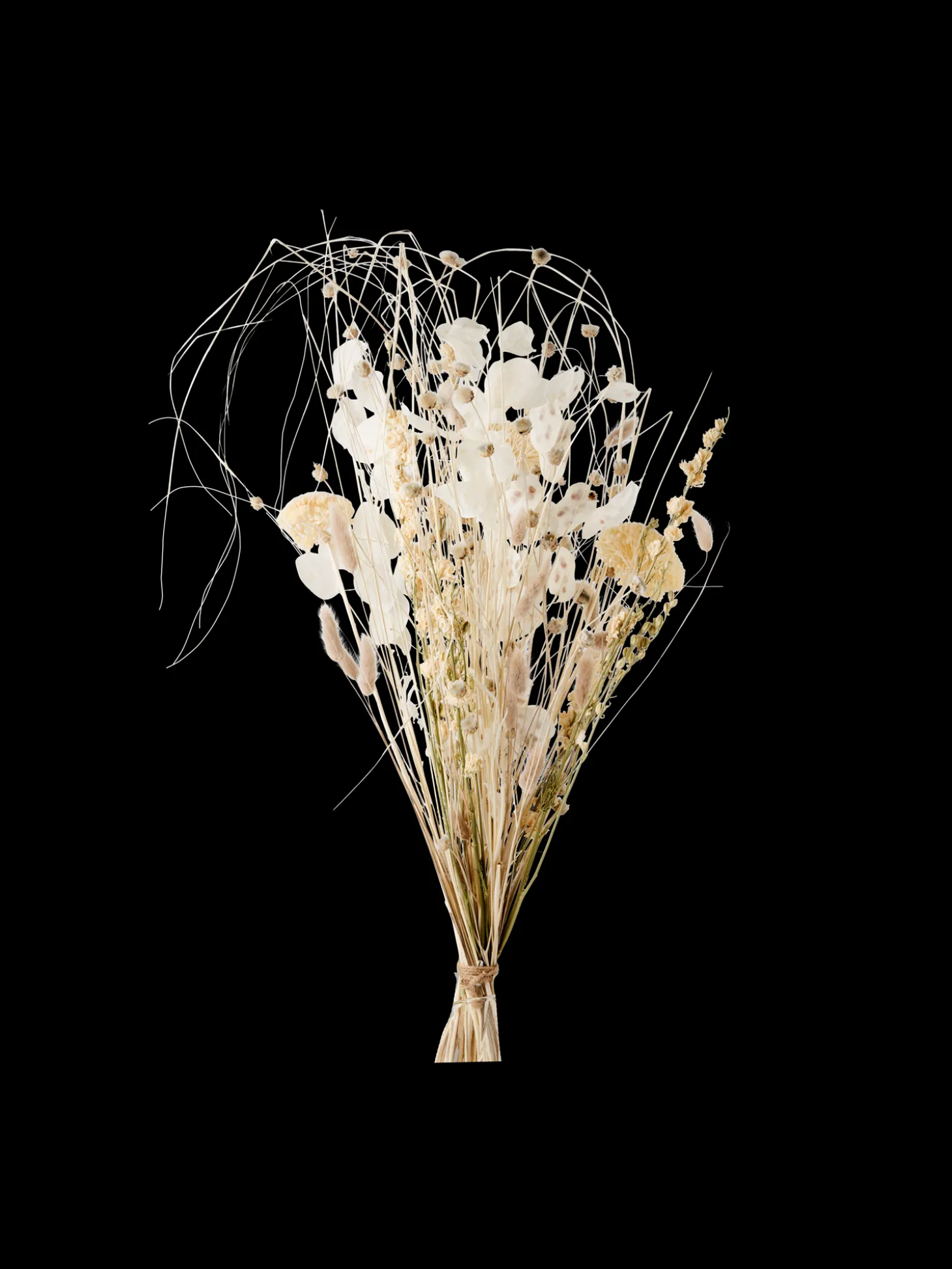 Tørkede Blomster Patricia Medium